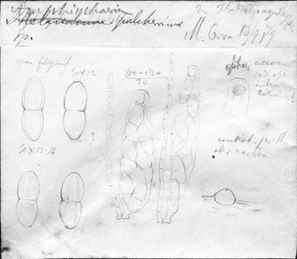 dibujo de Amphisphaeria pulcherrima Speg.
