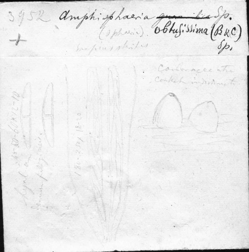 dibujo de Amphisphaeria obtusissima (Berk. & M.A. Curtis) Speg.