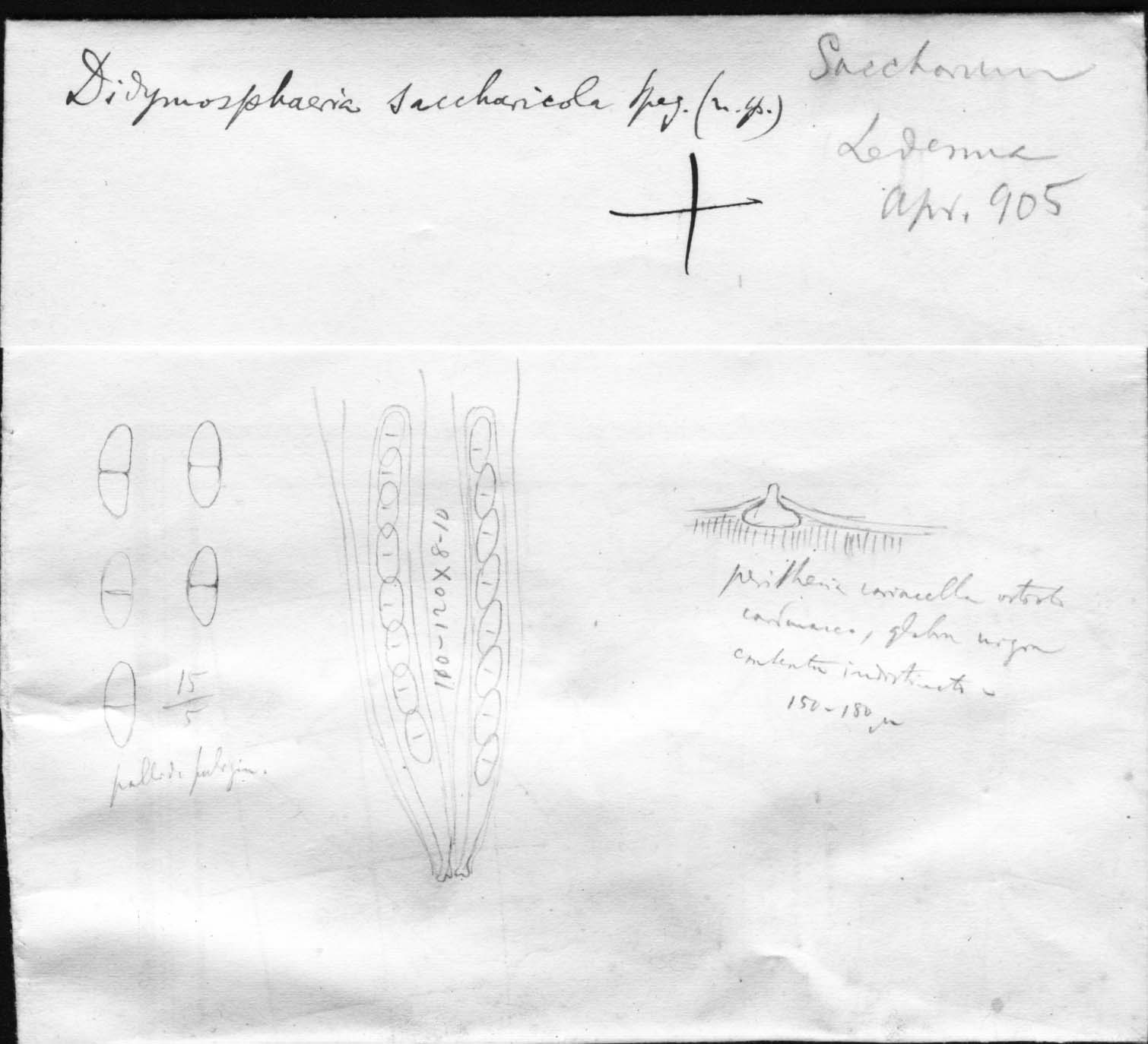 dibujo de Didymosphaeria saccharicola Speg.