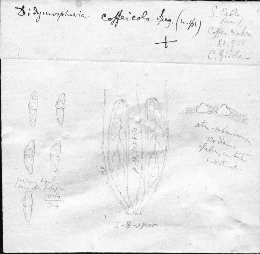 dibujo de Didymosphaeria coffeicola Speg.