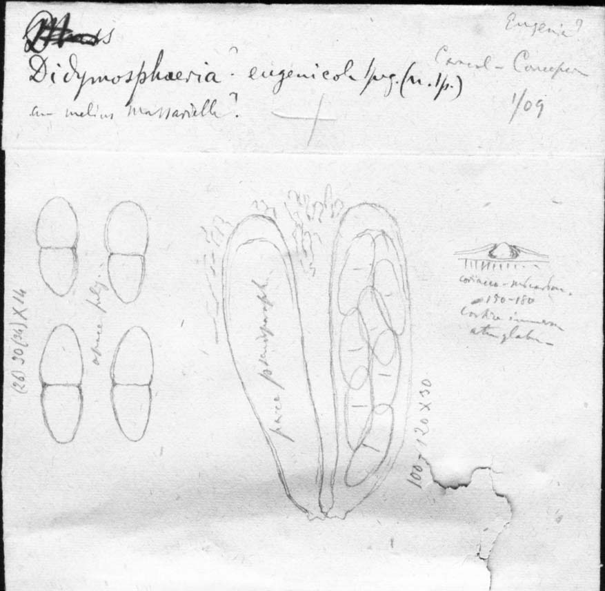 dibujo de Didymosphaeria eugeniicola Speg.