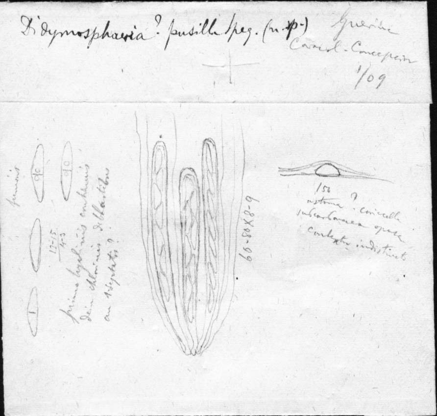 dibujo de Didymosphaeria pusilla Speg.