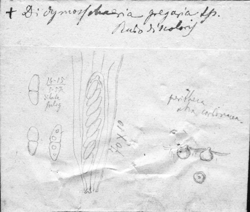 dibujo de Didymosphaeria gregaria Speg.