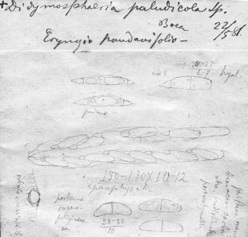 dibujo de Didymosphaeria appendiculosa Speg.