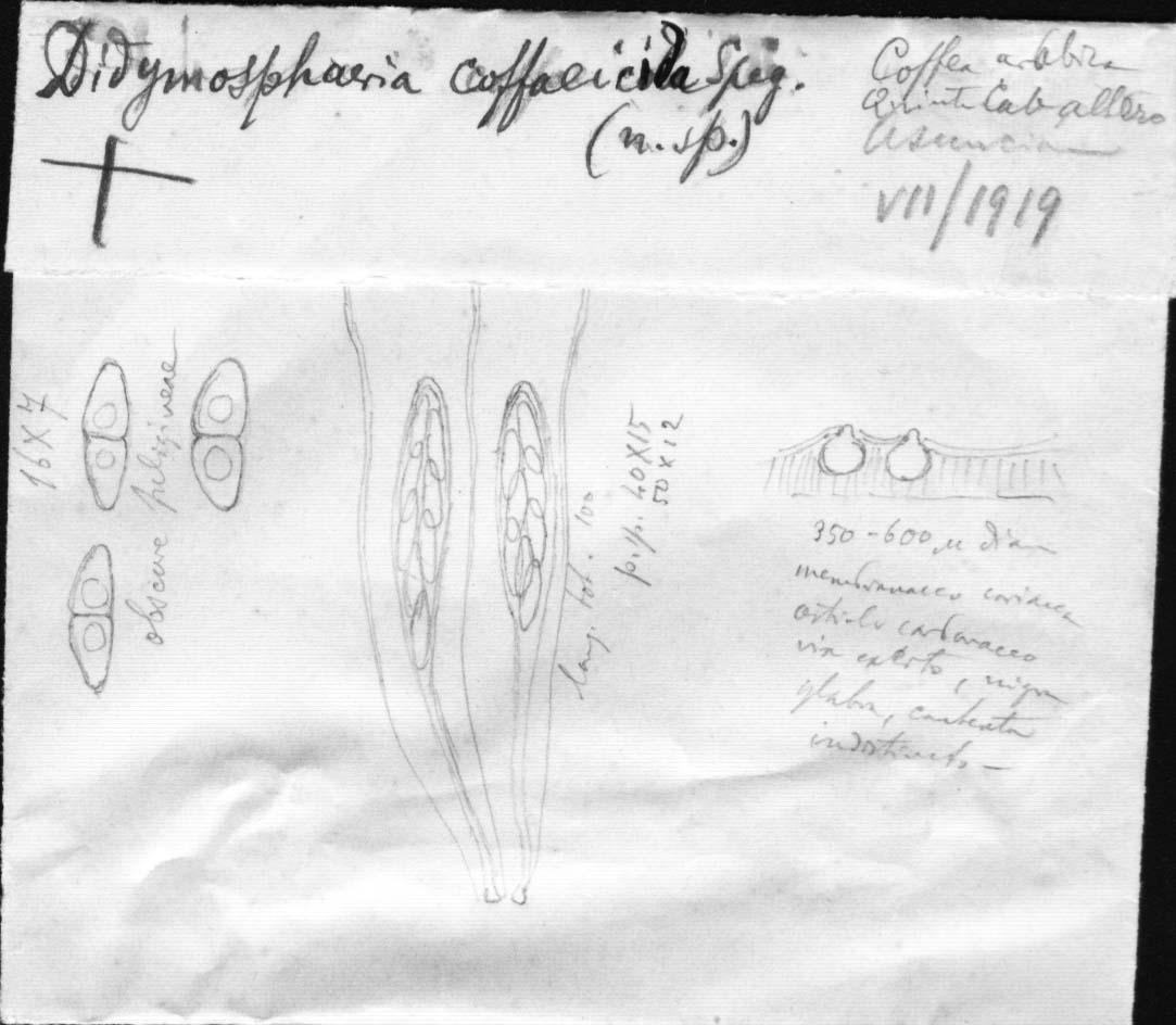 dibujo de Didymosphaeria coffeicola Speg.