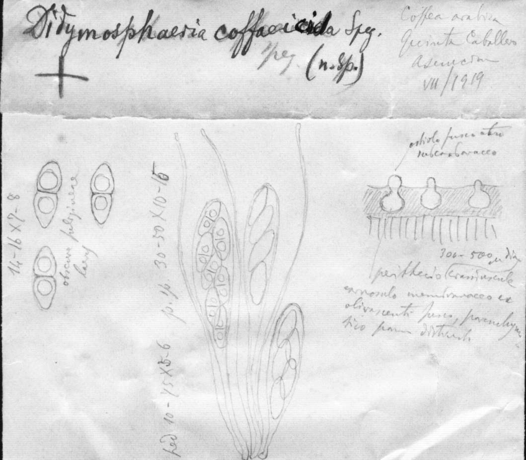 dibujo de Didymosphaeria coffeicola Speg.