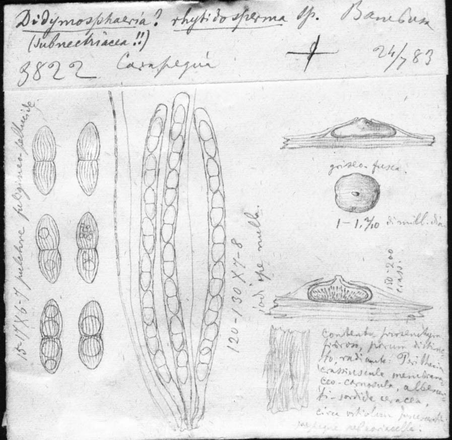 dibujo de Didymosphaeria rhytidosperma Speg.