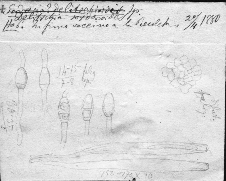 dibujo de Delitschia sordarioides Speg.