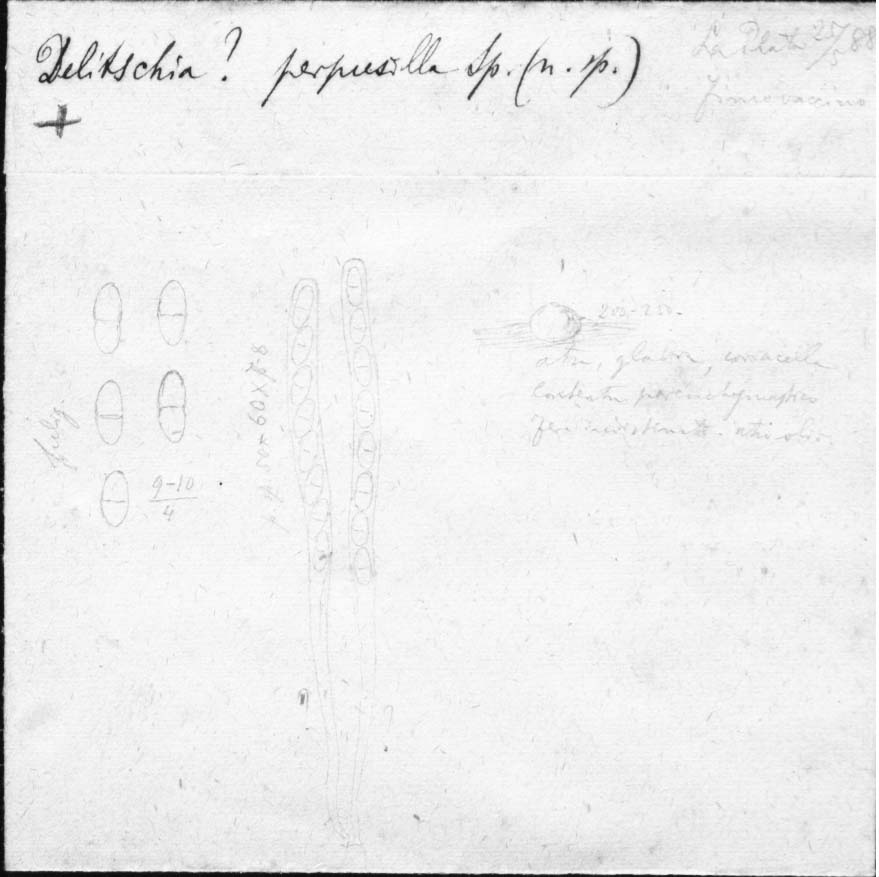 dibujo de Delitschia perpusilla Speg.