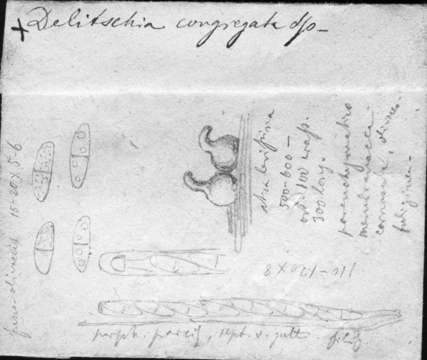 dibujo de Delitschia congregata Speg.