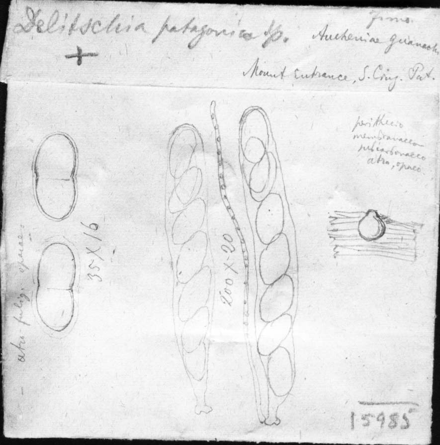 dibujo de Delitschia patagonica Speg.