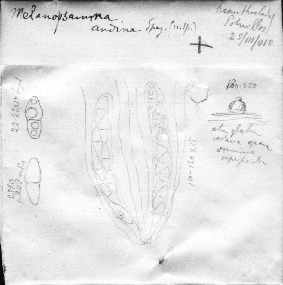 dibujo de Melanopsamma andina Speg.