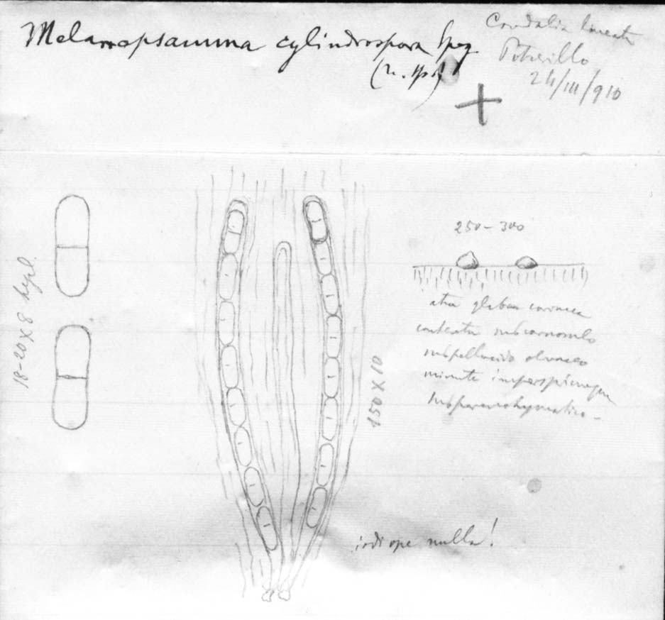 dibujo de Melanopsamma cylindrospora Speg.