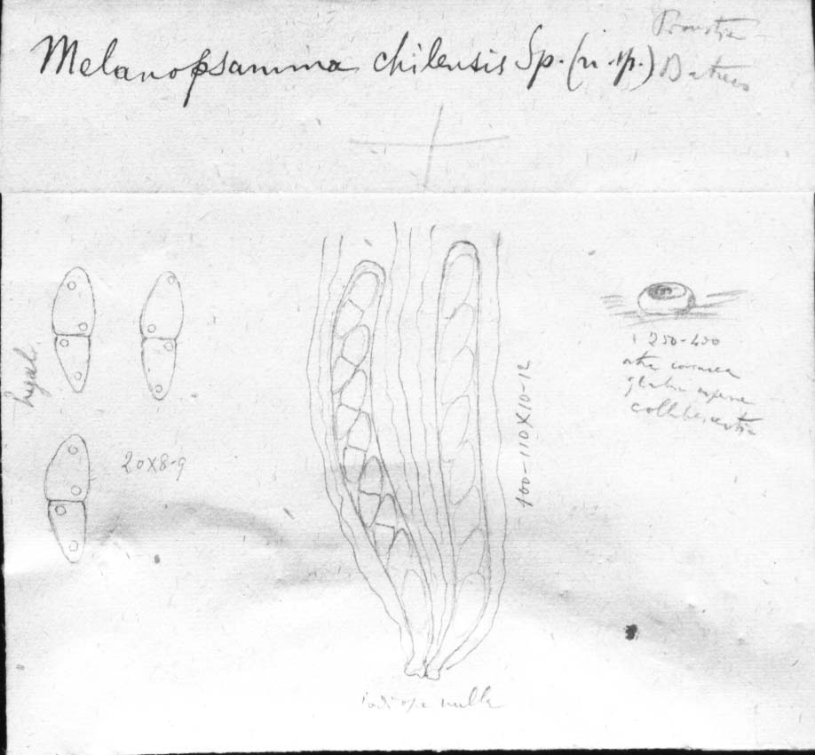 dibujo de Melanopsamma chilensis Speg.