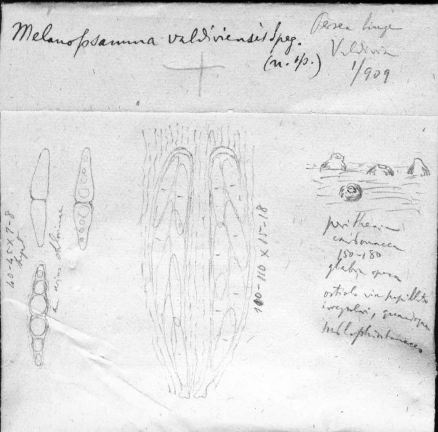 dibujo de Melanopsamma valdiviensis Speg.