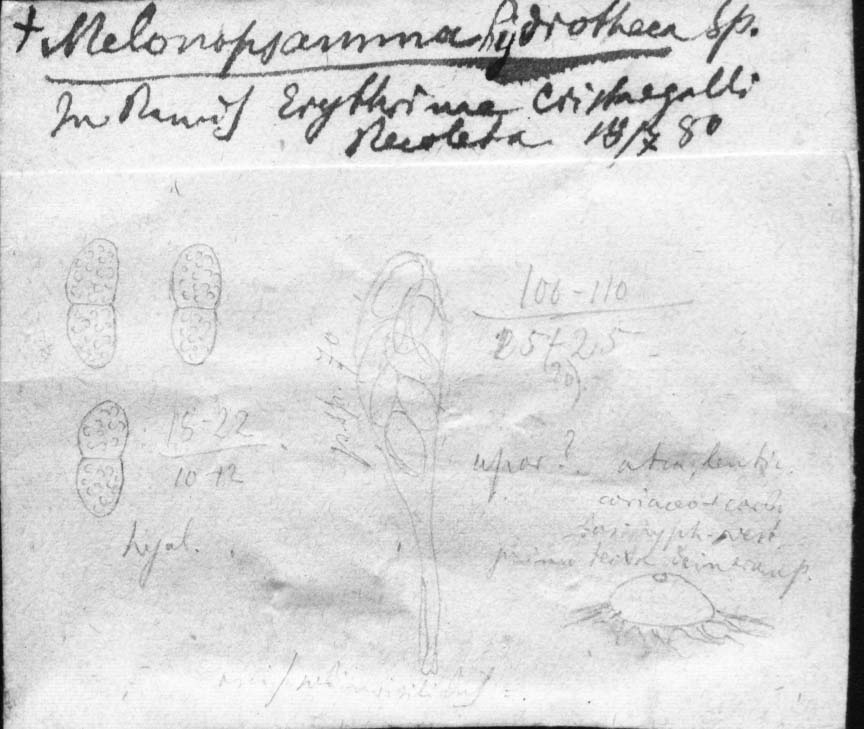 dibujo de Melanopsamma hydrotheca Speg.