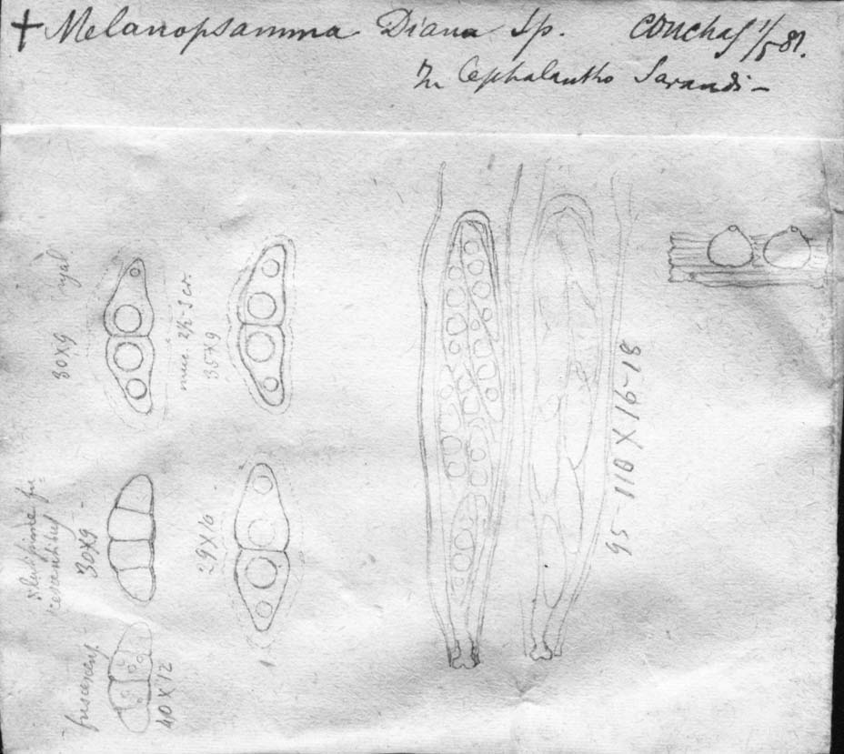 dibujo de Melanopsamma diana Speg.