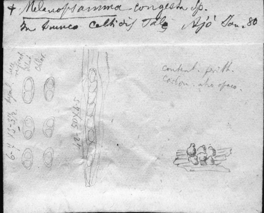 dibujo de Melanopsamma congesta Speg.