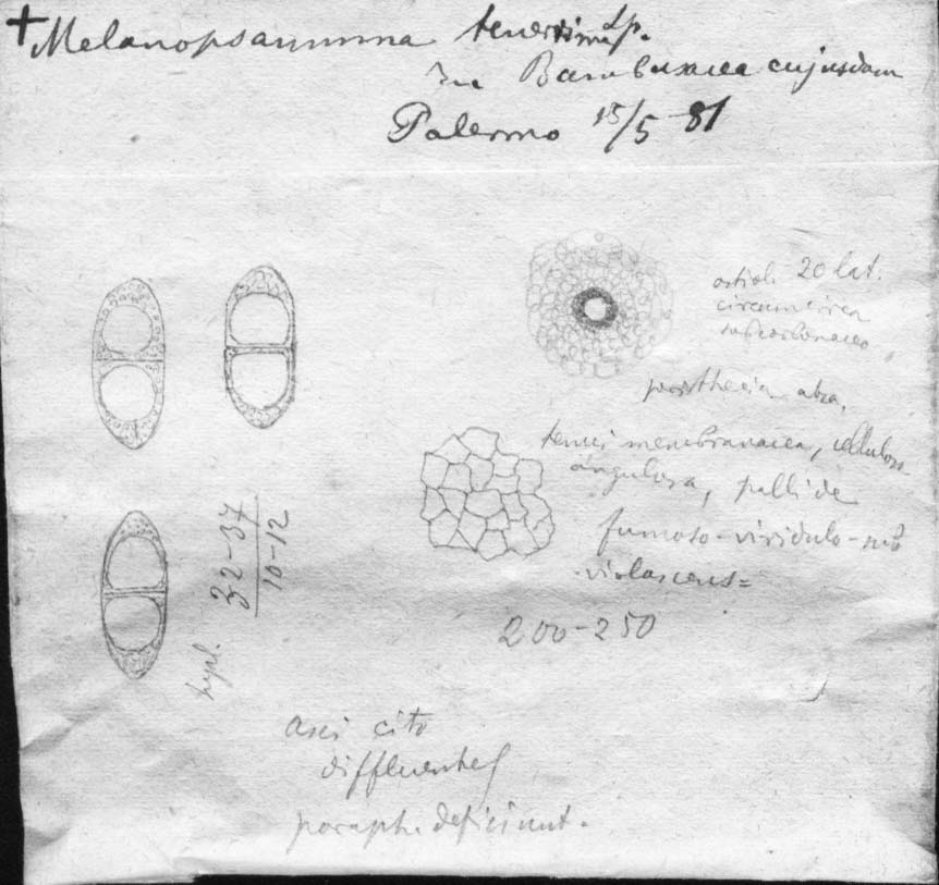 dibujo de Melanopsamma tenerrima Speg.