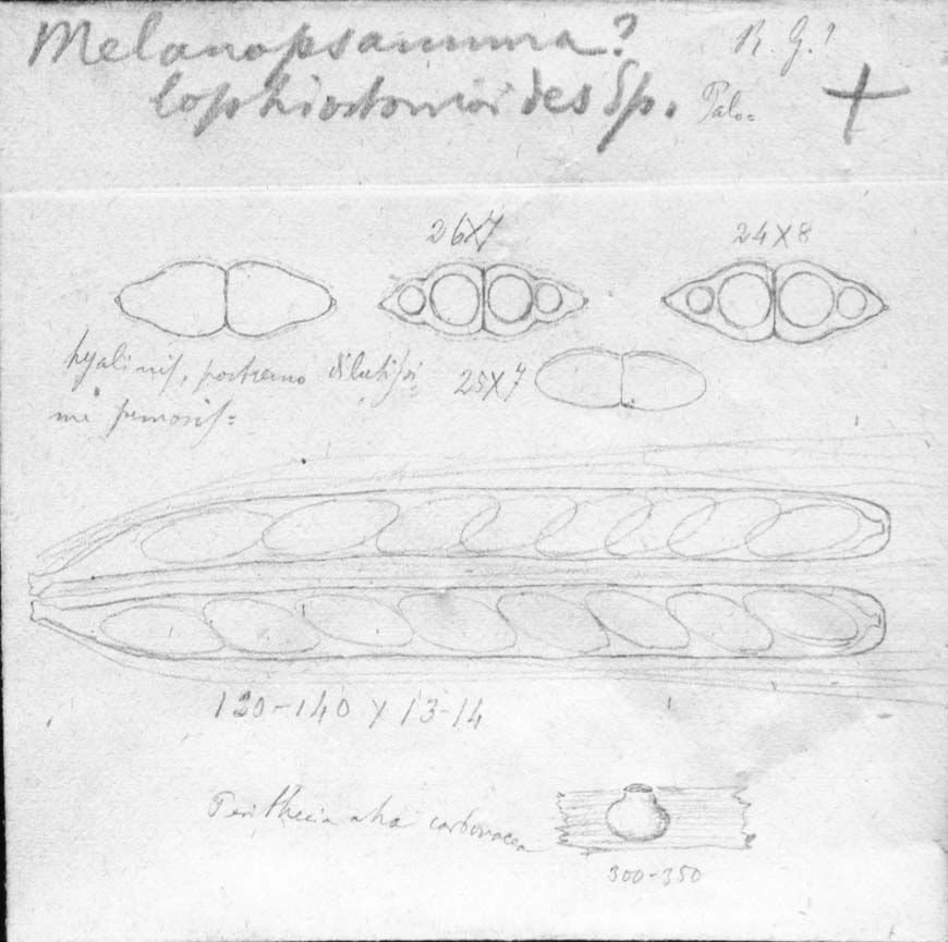 dibujo de Melanopsamma lophiostomoides Speg.