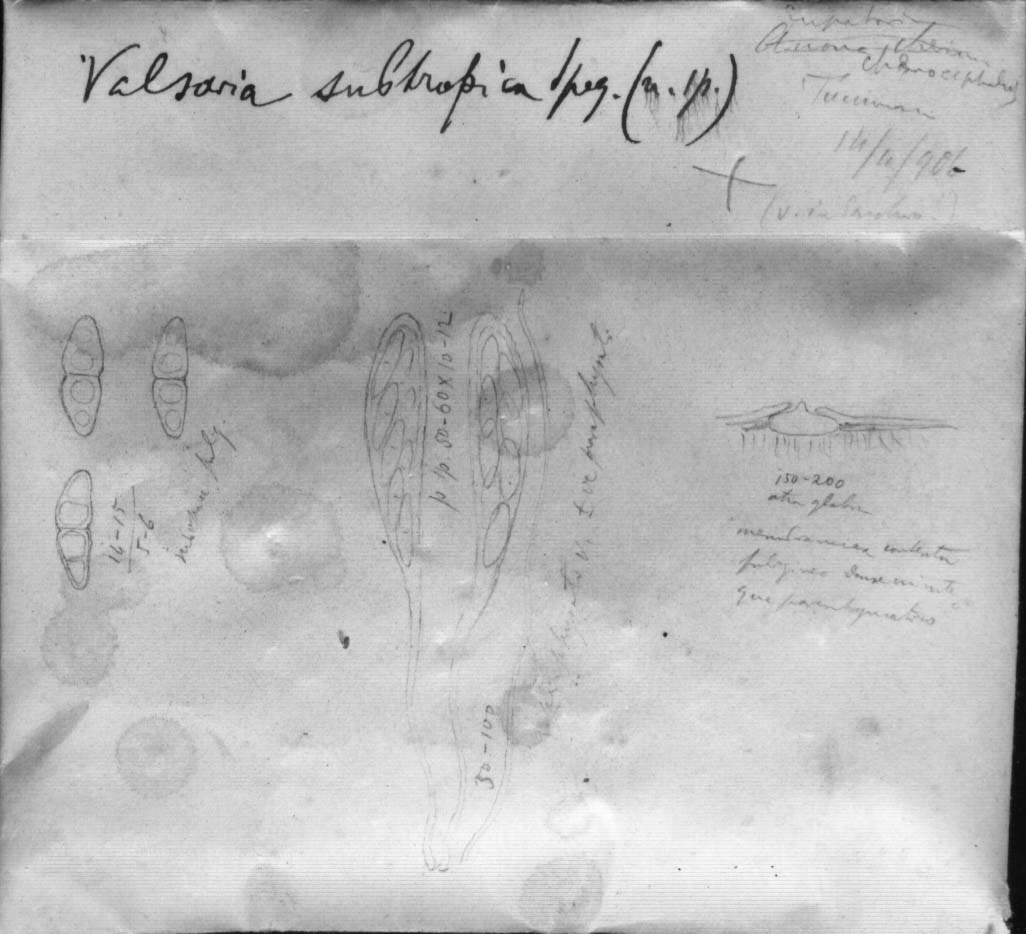drawing of Valsaria subtropica Speg.