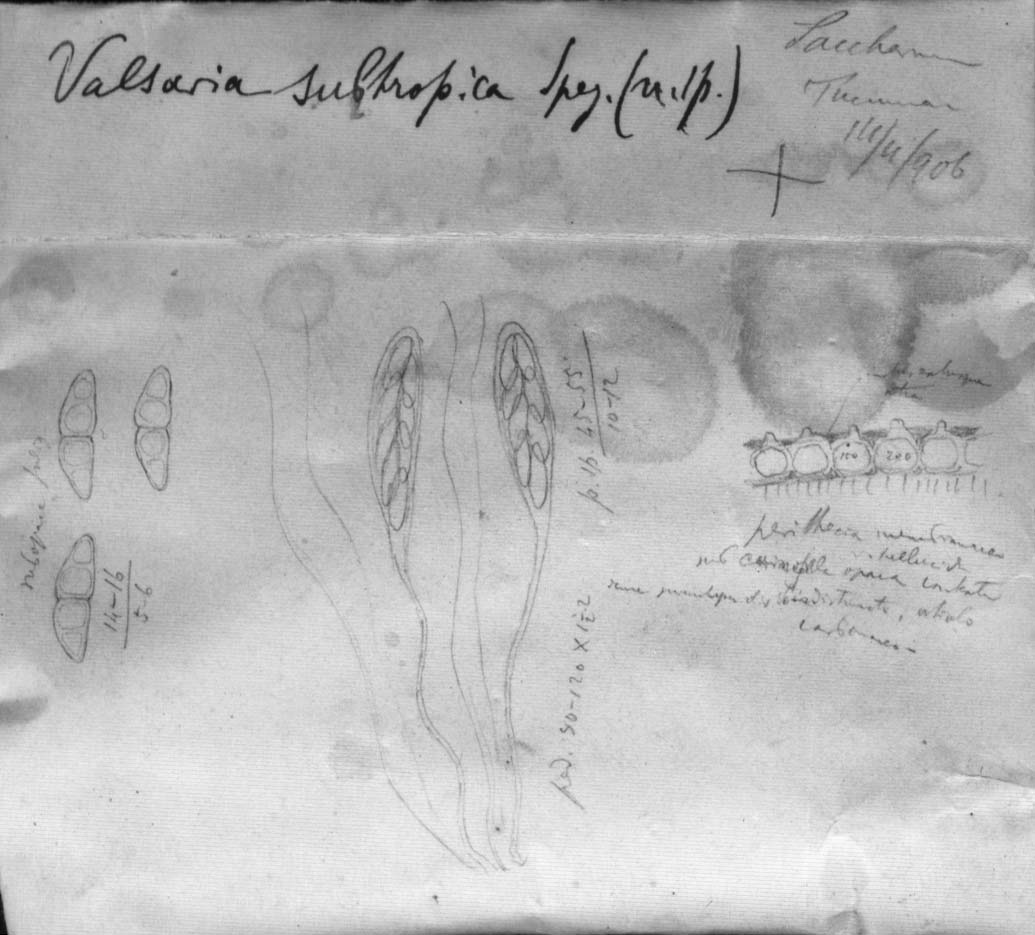 drawing of Valsaria subtropica Speg.