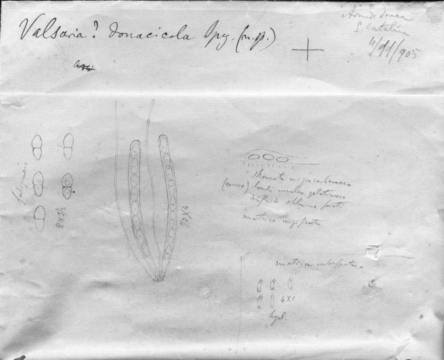 drawing of Valsaria donacicola Speg.