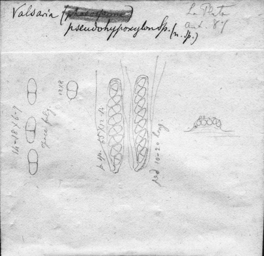 drawing of Valsaria pseudohypoxylon Speg.