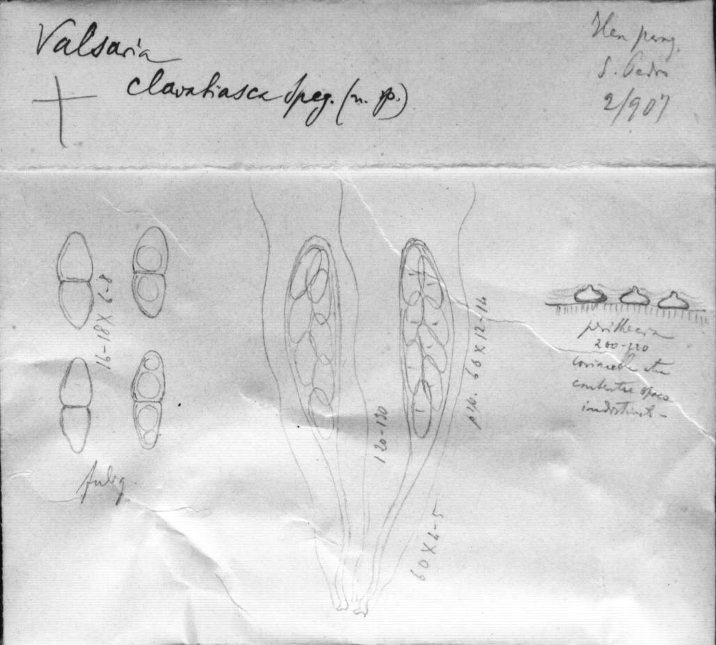 drawing of Valsaria clavatiasca Speg.