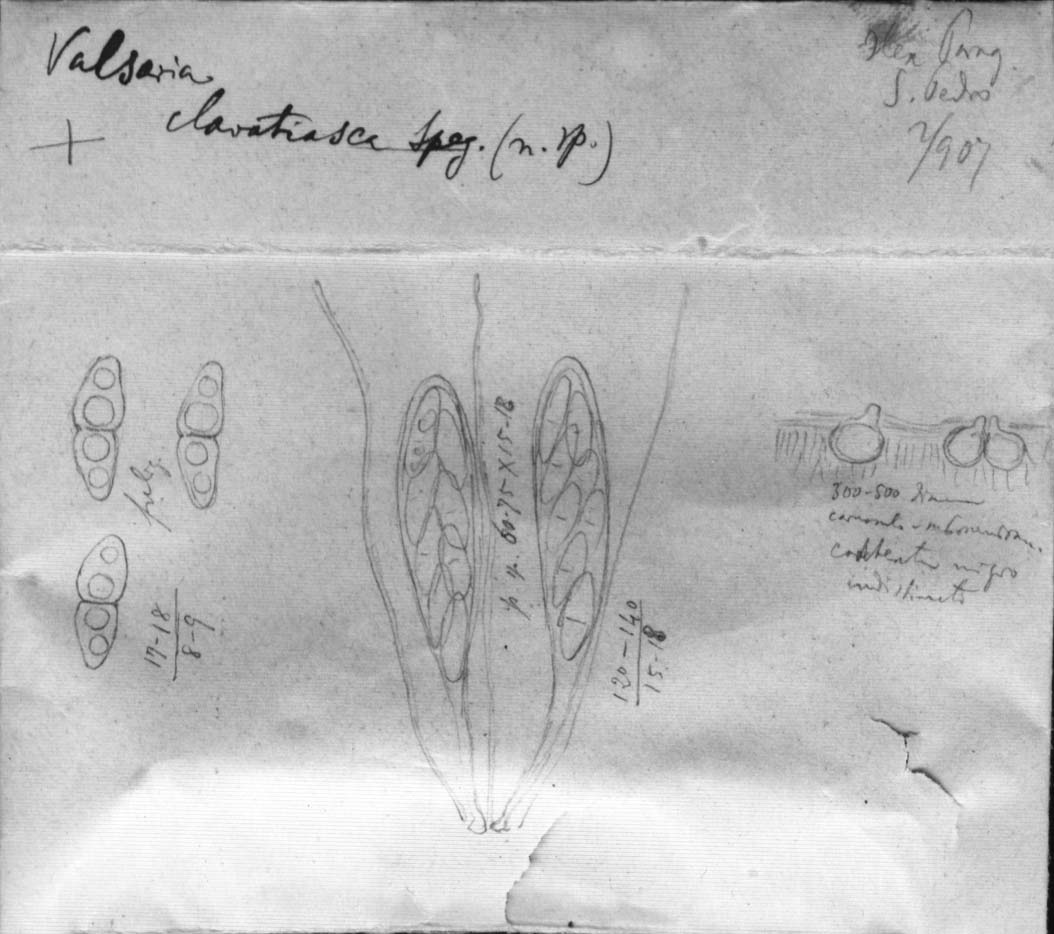 drawing of Valsaria clavatiasca Speg.