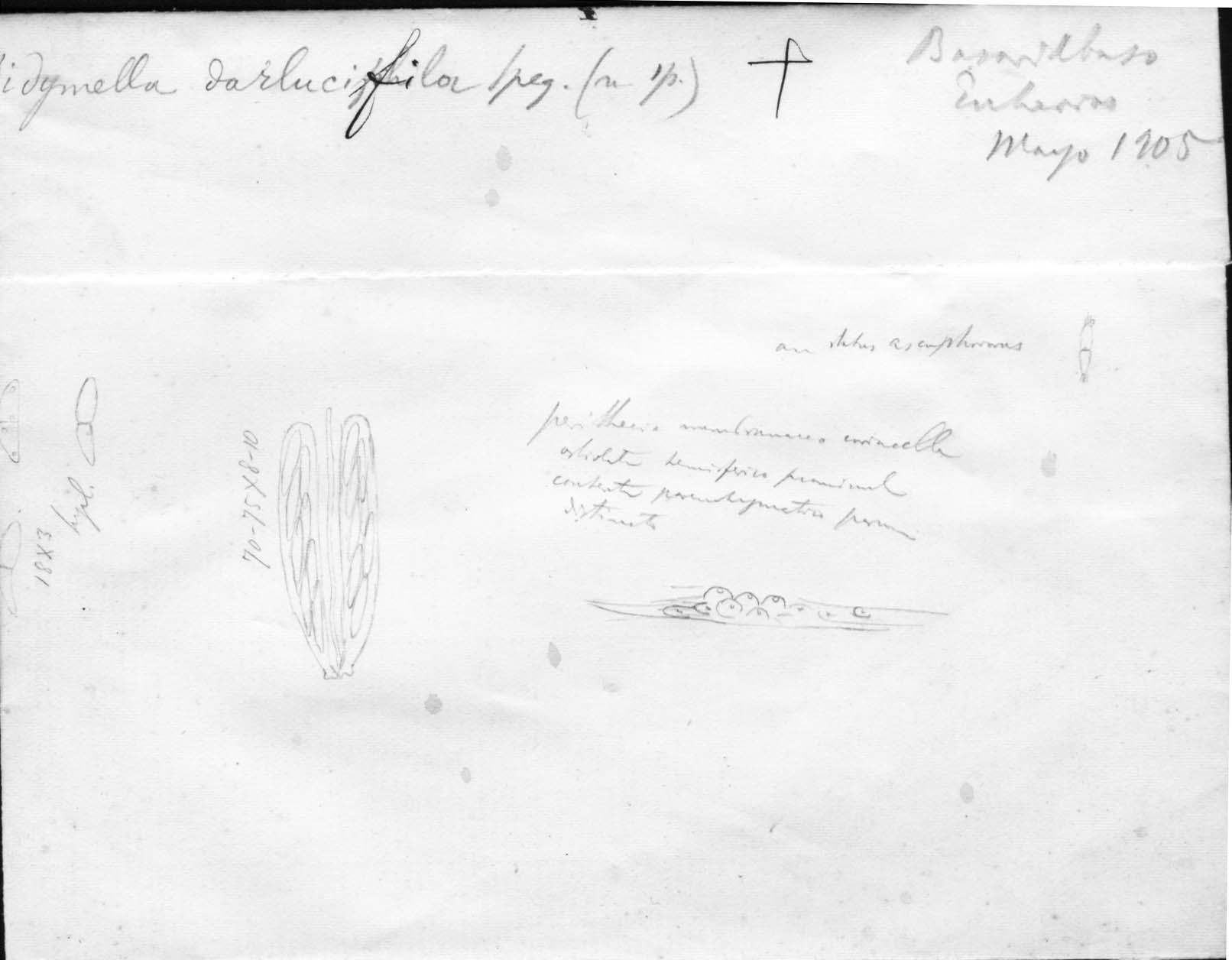 drawing of Didymella darluciphila Speg.