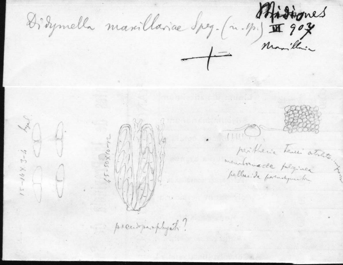 dibujo de Didymella maxillariae Speg.