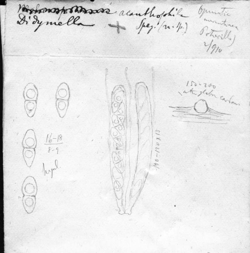 dibujo de Didymella acanthophila Speg.