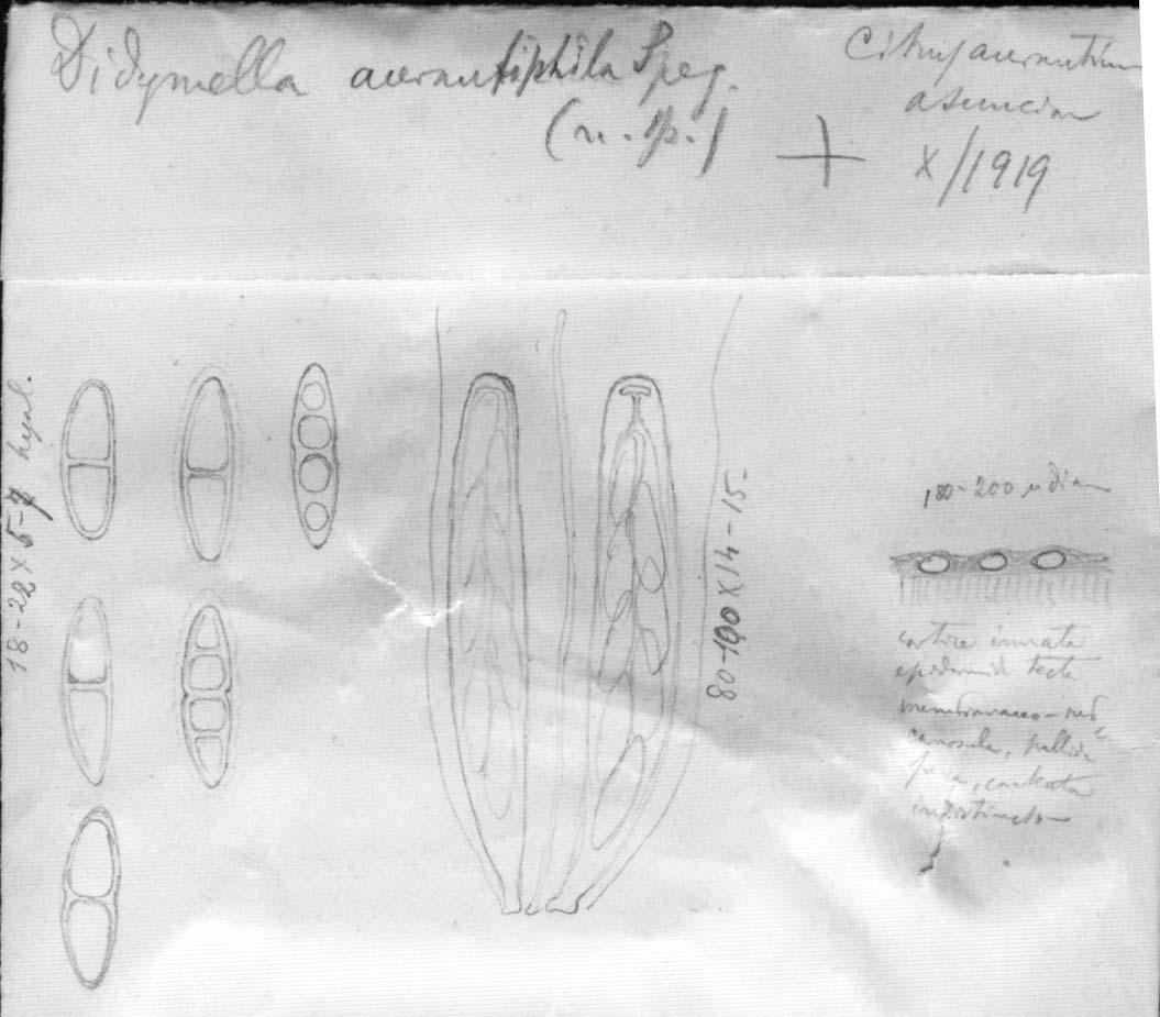 dibujo de Didymella aurantiiphila Speg.