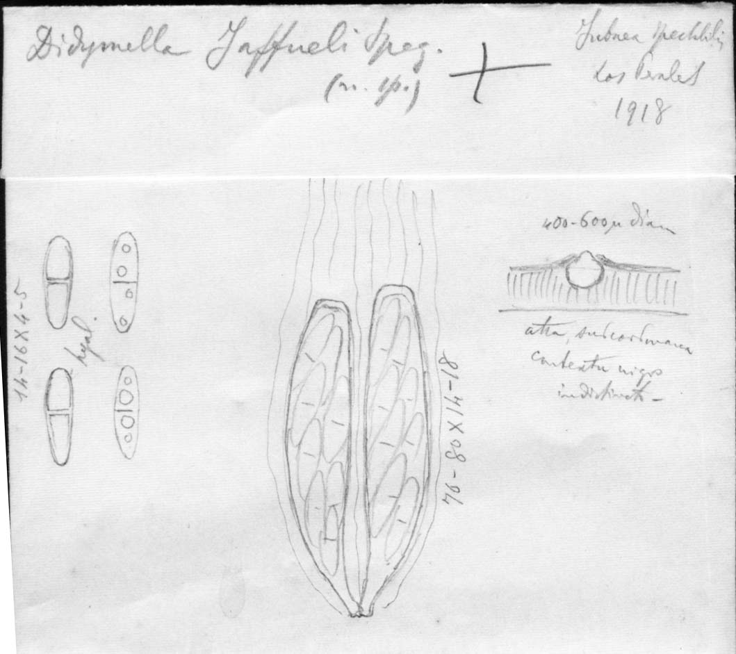 dibujo de Didymella jaffueli Speg.