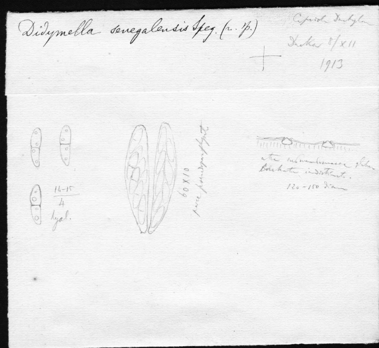 dibujo de Didymella senegalensis Speg.