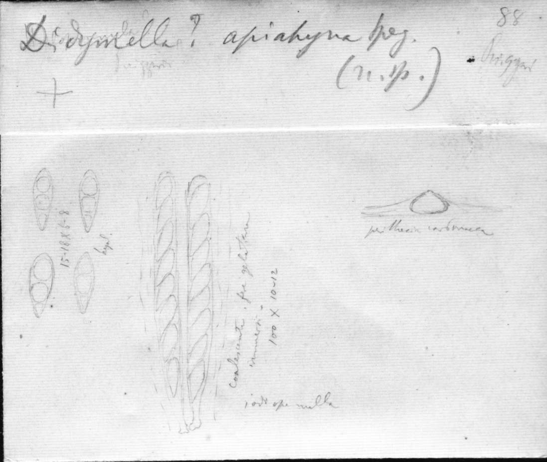 dibujo de Didymella apiahyna Speg.