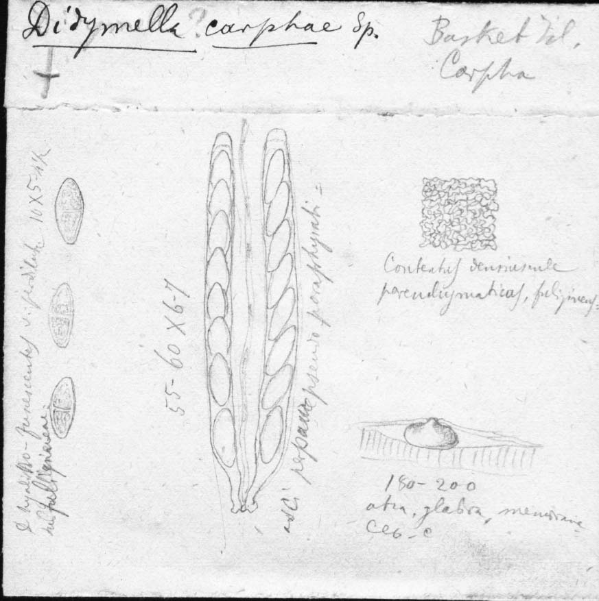 drawing of Didymella carphae Speg.