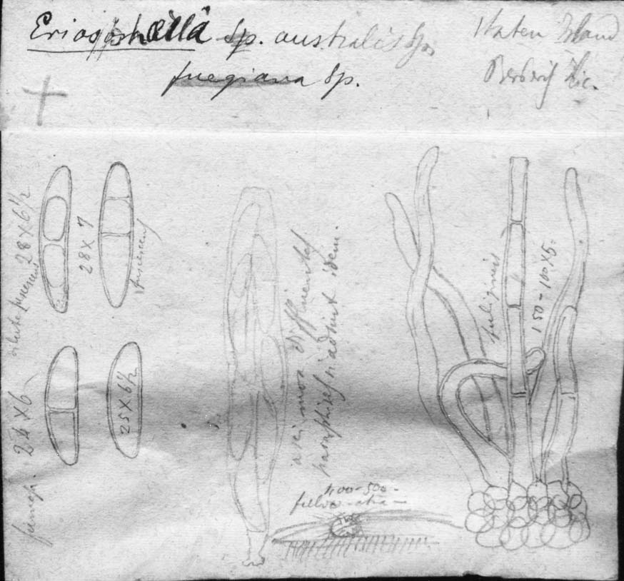 drawing of Eriosphaeria australis Speg.