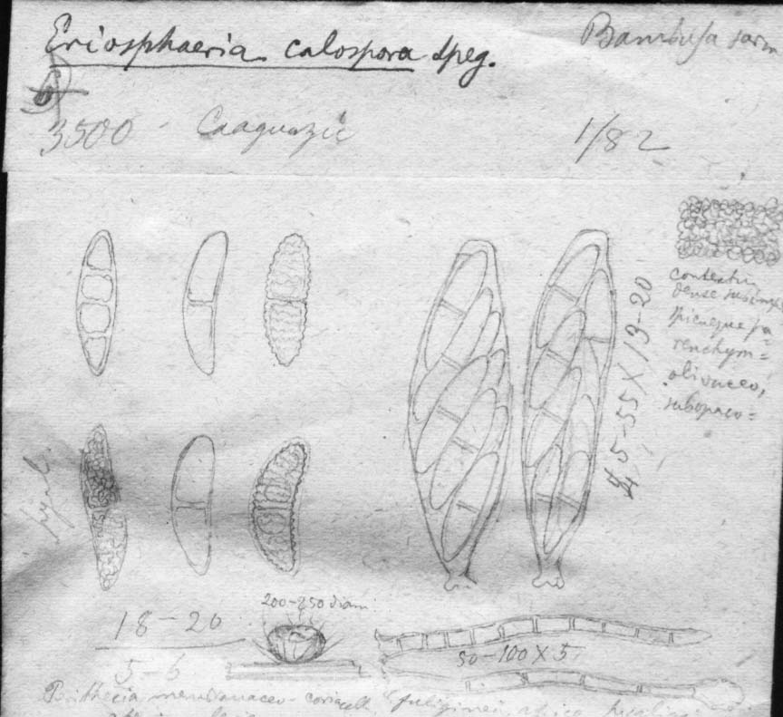 dibujo de Eriosphaeria calospora Speg.