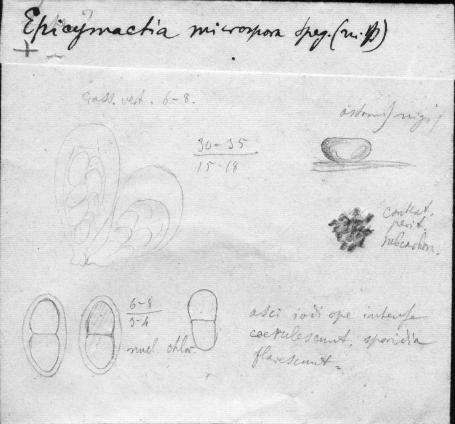 dibujo de Epicymatia microspora Speg.