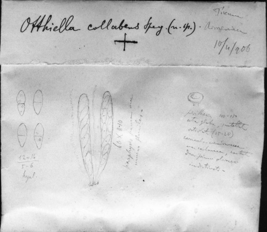 dibujo de Otthiella collabens Speg.