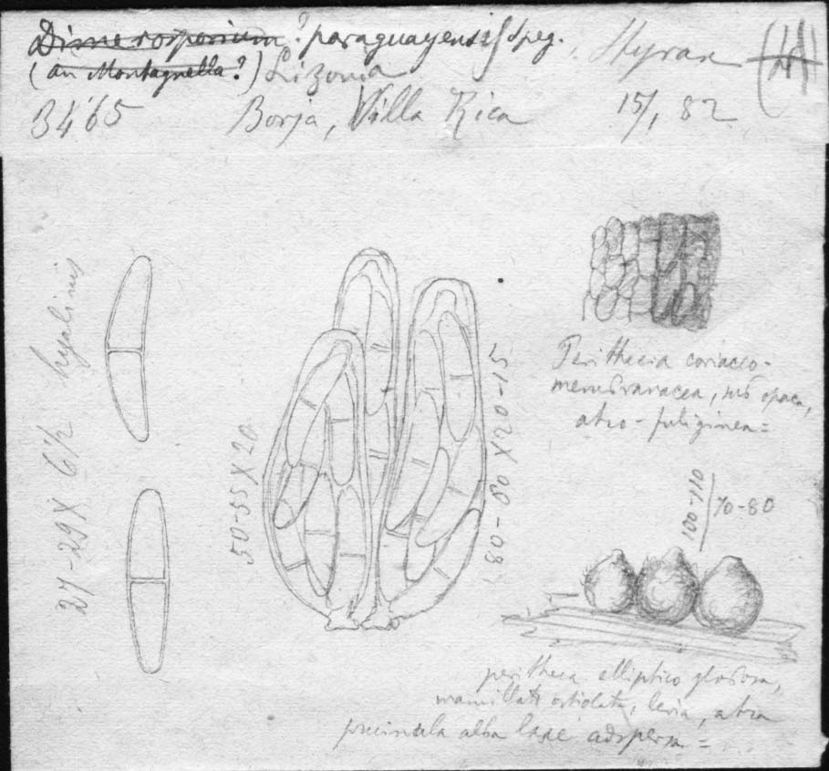 dibujo de Lizonia paraguayensis Speg.