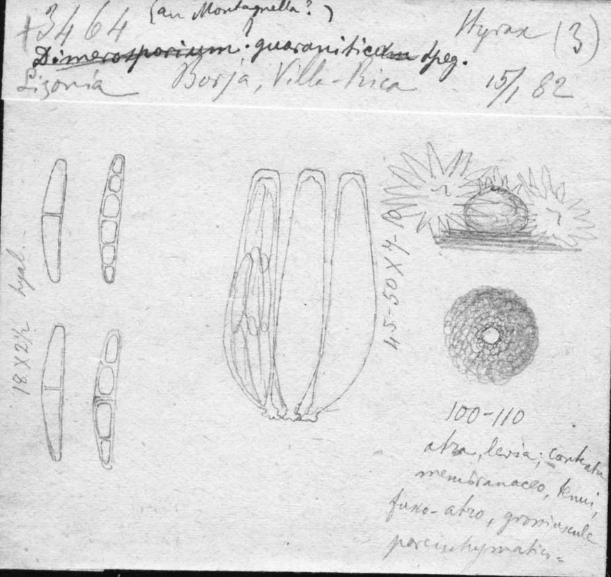 dibujo de Lizonia guaranitica Speg.