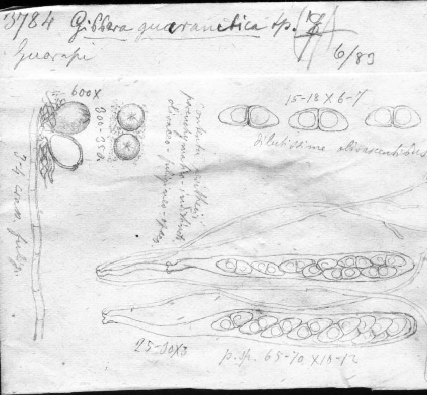 dibujo de Gibbera guaranitica Speg.