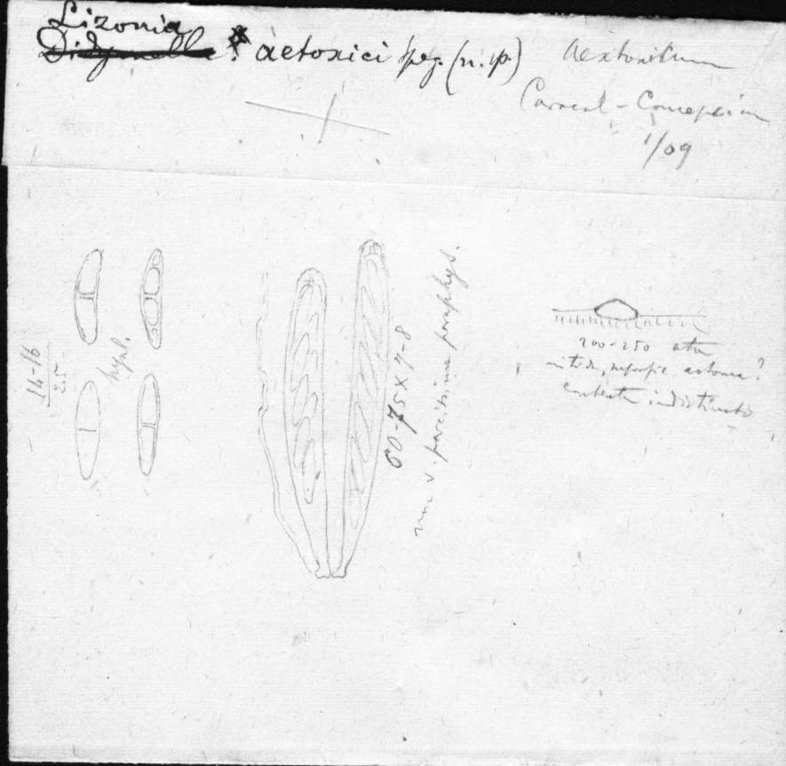 dibujo de Lizonia aetoxici Speg.