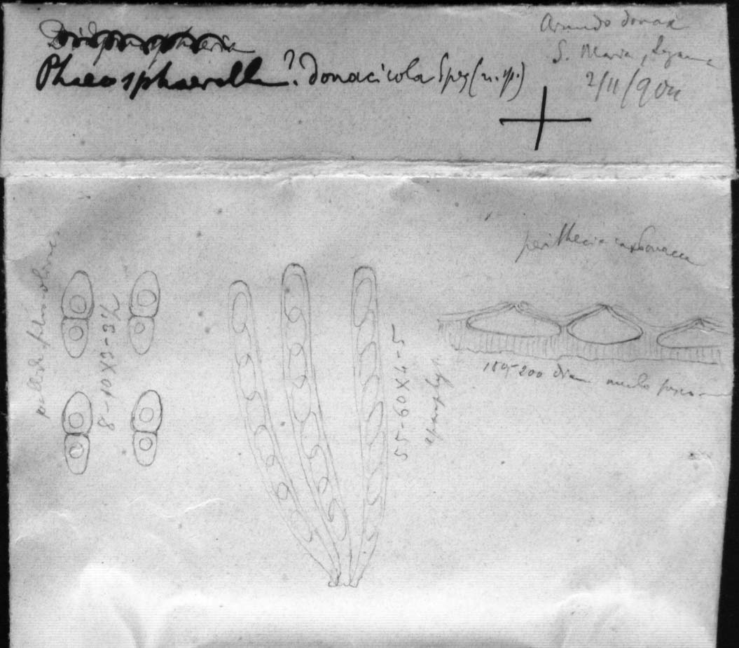 dibujo de Phaeosphaerella donacicola Speg.