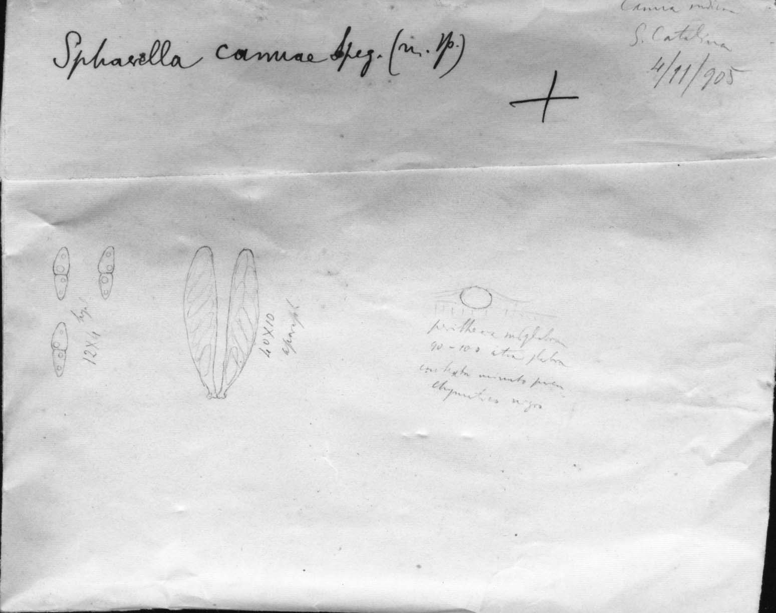 dibujo de Sphaerella cannae Speg.