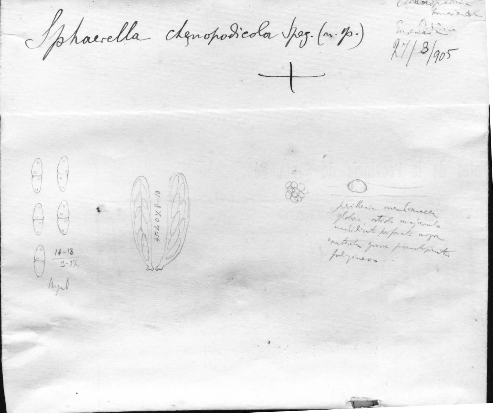 dibujo de Sphaerella chenopodiicola Speg.