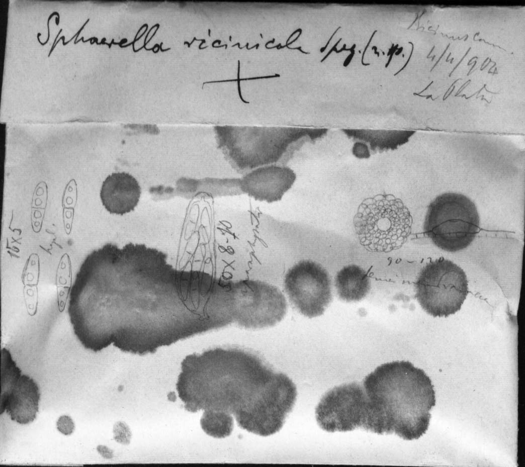 dibujo de Sphaerella ricinicola Speg.